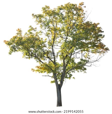 tree isolated on white background. single autumn tree isolated on white background. Royalty-Free Stock Photo #2199142055