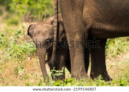 Sri Lankan Elephants in the wild