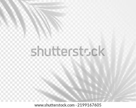 Palm leaves shadow background overlay. Vector light with realistic shades of summer tropical plant branches, blurred areca and fan palm tree foliage overlay effect on transparent background Royalty-Free Stock Photo #2199167605