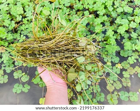 Fresh water fern (Marsilea crenata Presl) vegetable are growing up in the water and ground on the rice filed. Ingredients for cooking food,delicious with hight benefits and vitamins for healthy eating