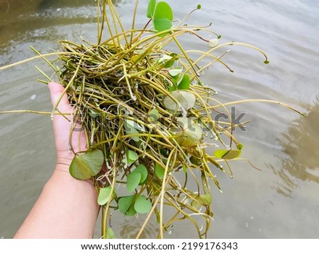 Fresh water fern (Marsilea crenata Presl) vegetable are growing up in the water and ground on the rice filed. Ingredients for cooking food,delicious with hight benefits and vitamins for healthy eating