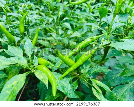 Beautiful fresh organic raw chilli are growing up in the kitchen garden in the rainy season, Grow vegetable for cooking because of good benefit and high vitamins for healthy eating 