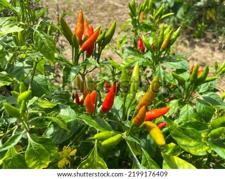 Beautiful fresh organic raw with ripe chilli are growing up in the kitchen garden in the rainy season, Grow vegetable for cooking because of good benefit and high vitamins for healthy eating 