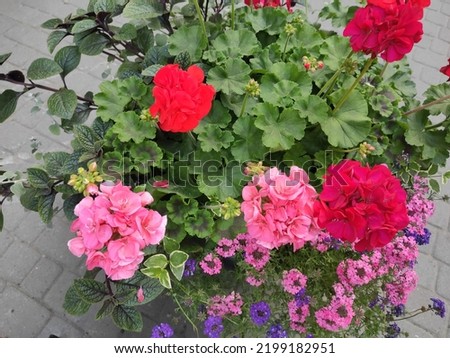 Photo of red and pink flowers in a flowerbed.