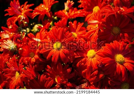 Red chrysanthemums autumn garden. Bright sunlight through the flower petals. Beautiful abstract background of red petals in selective focus. The natural layout of the postcard. Floral background.