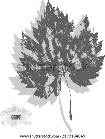 Grape leaf vector silhouette. A set of decorative silhouette Grape leaves for further color application. Line art of Grape leaves in shades of gray