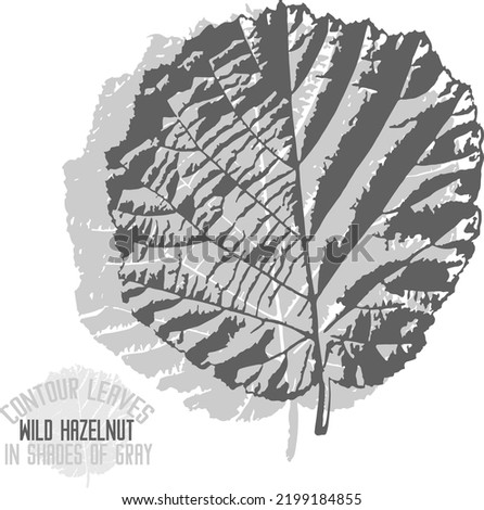 Wild hazelnut leaf vector silhouette. A set of decorative wild hazel nut leaves silhouette for further color application. Line art of wild hazelnut leaves in shades of gray