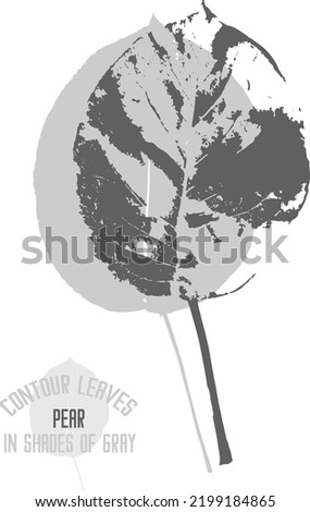 Pear leaf vector silhouette. A set of decorative Pear leaves silhouette for further color application. Line art of Pear leaves in shades of gray