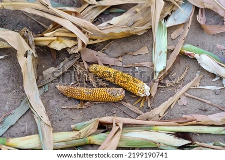 World food crisis concept. Corn crop failure in a farmer's field in autumn. Agricultural field during drought and heat. Global economic crisis, hunger, poverty.