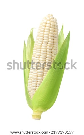 Fresh white corn isolated on white background. Clipping path. Royalty-Free Stock Photo #2199193159