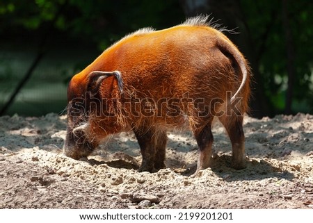 Red river hog animal . Ture pig Suidae . Omnivore mammal animal
