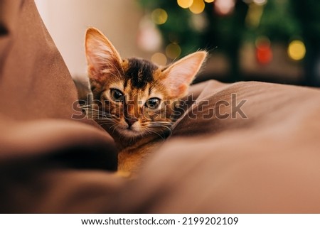 Cute little kitten somali breed lying on the cozy bean bag in the room with christmas tree background. Lovely happy winter holidays