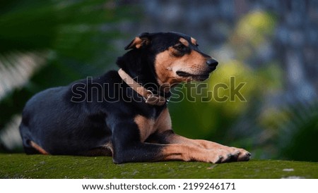 cute little dog sitting image