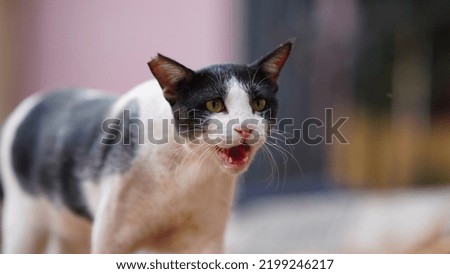 frightening wild cat HD high resolution