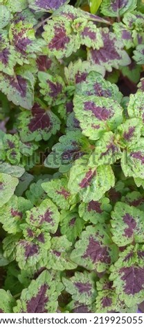 Plectranthus scutellarioides, or coleus or Miyana or Miana leaves or in latin Coleus Scutellaricides, is a species of flowering plant in the family of Lamiaceae and one of a traditional herbs remedies