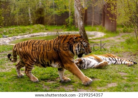 Bengal tiger. Chinese New Year 2022 simbol. Beautiful bengal tigers at zoo