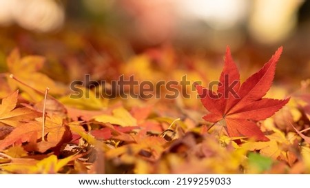 Beautiful autumn landscape.Colorful foliage in autumn.Falling maple leaf seasons.Maple leaves turn yellow, orange, red in autumn. Royalty-Free Stock Photo #2199259033