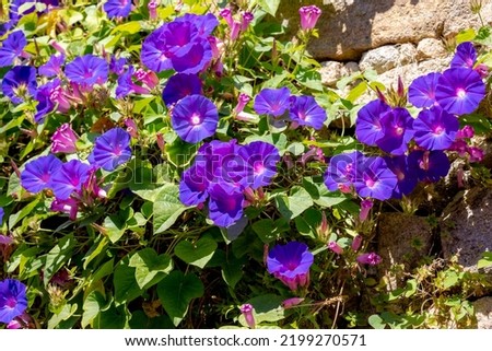 Selective focus of purple blue flower with green leaves as background, Ipomoea is a genus in the flowering plant family Convolvulaceae, Common names morning glory, water convolvulus or kangkung. Royalty-Free Stock Photo #2199270571
