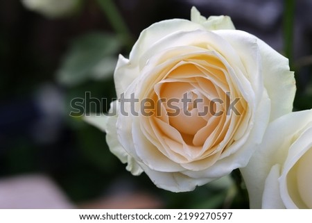 White rose close up photo. Beautiful flower petals. 