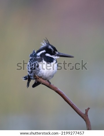 Pied Kingfisher perched on stick