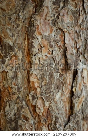Pine wooden natural texture background 