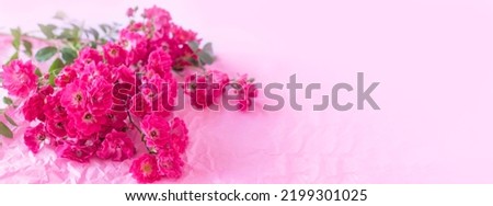 Pink roses . Festive Pastel pink background.Floral card, selective focus, toned, Blur, copy space.Banner
