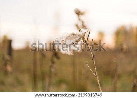 wild grass and dry plants on the field in early autumn morning. Asclepias