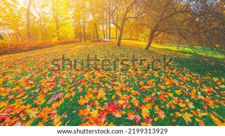 Morning field lawn in autumn park. Orange red maple dry leaves on ground grass. Yellow forest tree landscape. Fall season nature scene beauty. Sunny alley city garden Path in woods, scenery sun street Royalty-Free Stock Photo #2199313929