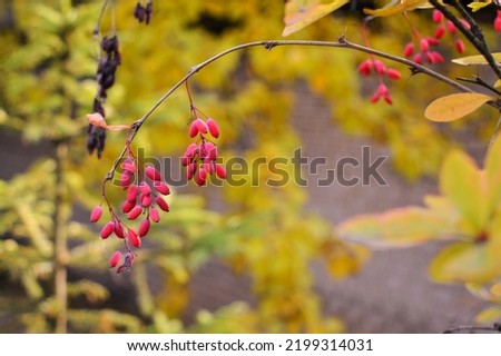 Tree Nature Branch Blossom Plant Fruit