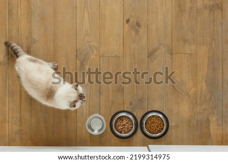 two cats pets black and white eating whiskas ,cat food ,big bowl at home Royalty-Free Stock Photo #2199314975