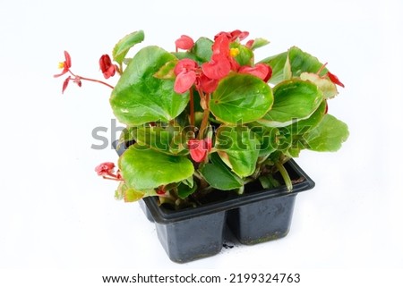 Seedlings of red begonia in  black plastic pot isolated on white background.Flat lay, top view. Horizontal banner. Plant leaves close-up details.gardening

