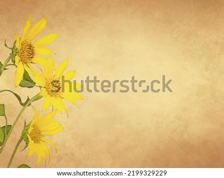 Yellow flowers of sunflower on old paper background