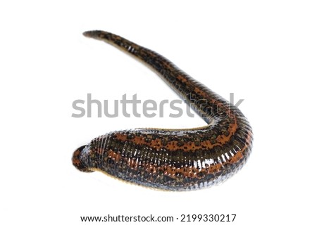 Medical leech on white background closeup. Hirudo therapy concept Royalty-Free Stock Photo #2199330217