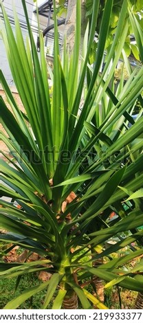 long, pointed, green needle-like plants taken from different angles