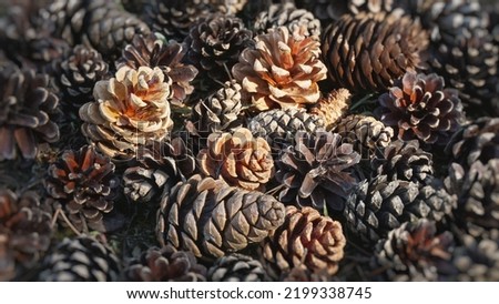 The texture of the cones, pine cones in the forest, many multi-colored large cones lie on the ground in the forest, top view Royalty-Free Stock Photo #2199338745