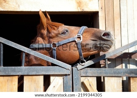 Clouse-up portrait of  a thoroughbred stallion Royalty-Free Stock Photo #2199344305