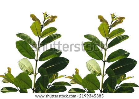 guava leaves isolated on a white background