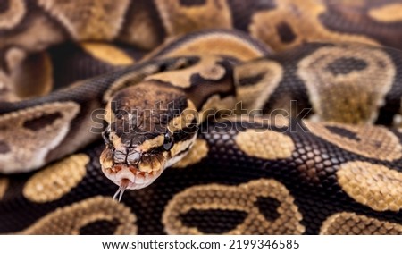 Snake boa constrictor close-up on a white background. Snake skin. Reptile Royalty-Free Stock Photo #2199346585
