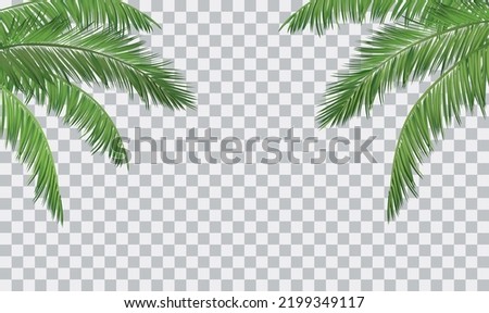Vector realistic palm leaves border isolated on transparent background