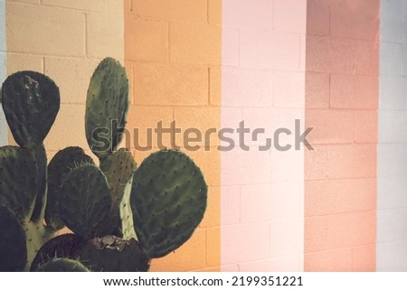 A view of an urban rustic scene of a paddle cactus, against a cinder block wall with painted retro color stripes.