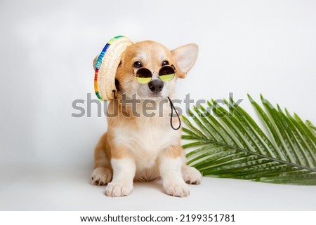 a Welsh corgi puppy sits on a white background in sunglasses and a straw hat, resting