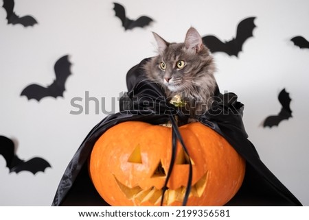 Halloween cat in witch costume with carved pumpkin and bats. A card with a pet for All Saints' Day.