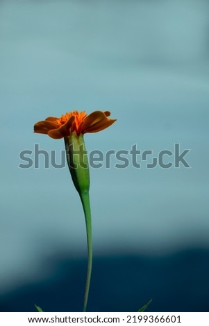 A African marigold with  blue background. Tagetes erecta.