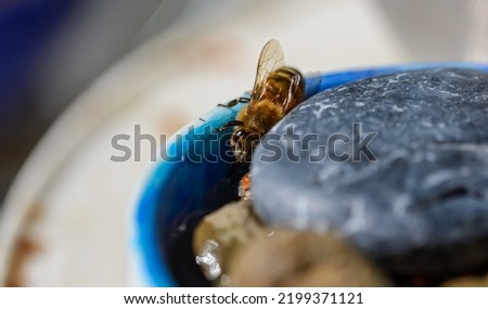 A female honeybee drinking water from a bowl. With stones in the bowl the bee is not risking to fall into the water and drown. 