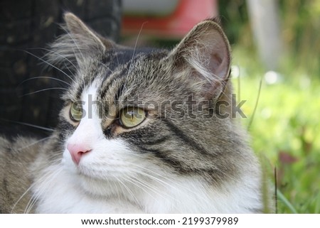 Norwegian forest cat staring outdoors