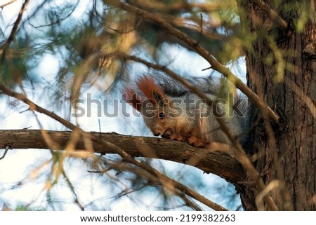 Beautiful hungry red squirrel cracking nut on tree branch in park. Wildlife concept