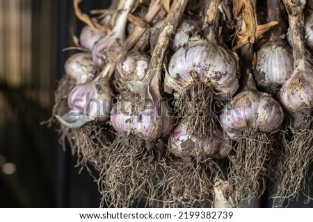 Photo food garlic bulb. Background texture Plant vegetable garlic
