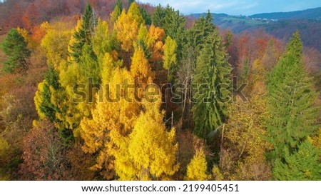 AERIAL: Golden yellow larch trees glowing in the embrace of autumn woodland. Woodland landscape glowing in beautiful warm colors of fall season. Stunning colour palette spreading across landscape.
