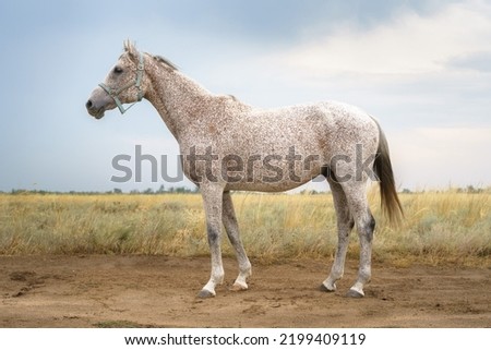 Portrait of a flea biten gray Arabian thoroughbred horse in a blue halter against the backdrop of a steppe landscape Royalty-Free Stock Photo #2199409119
