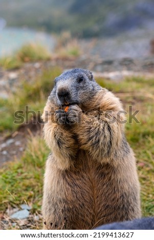 Cute Groundhog eating his carrots while standing on his hind legs. 
Blurred background.
Groundhog with fluffy fur sitting on a meadow.
Photographed on Grossglockner.
close up